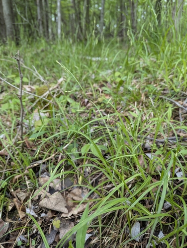 Handsome sedge (Carex formosa)