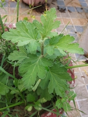 Angiospermae