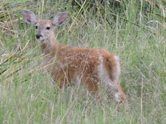 Odocoileus virginianus carminis