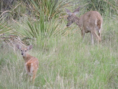 Odocoileus virginianus carminis