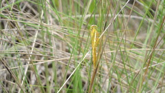 Crocothemis servilia