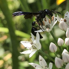 Zethus spinipes spinipes