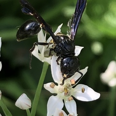 Zethus spinipes spinipes