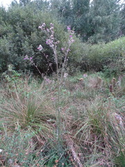 Cirsium palustre