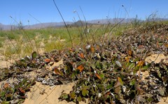 Haplocarpha oocephala