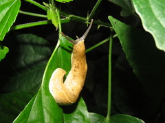 Urocyclidae