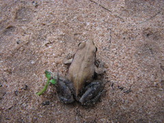 Physalaemus albonotatus