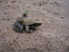 Physalaemus albonotatus