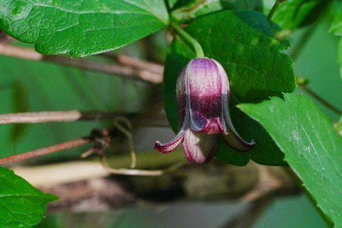 Clematis japonica, photograph 6