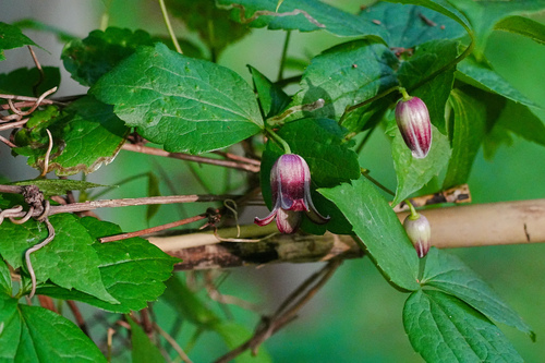 Clematis japonica, photograph 5