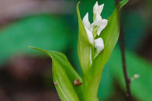 Erect cephalanthera (Cephalanthera erecta)