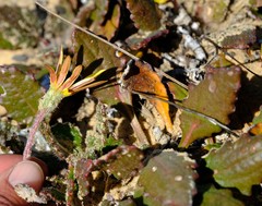 Haplocarpha oocephala