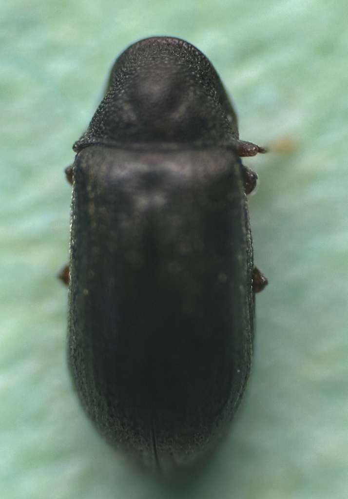 Petalium seriatum