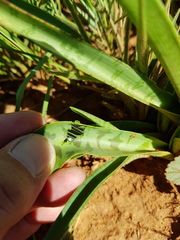 Ledebouria luteola