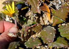Haplocarpha oocephala