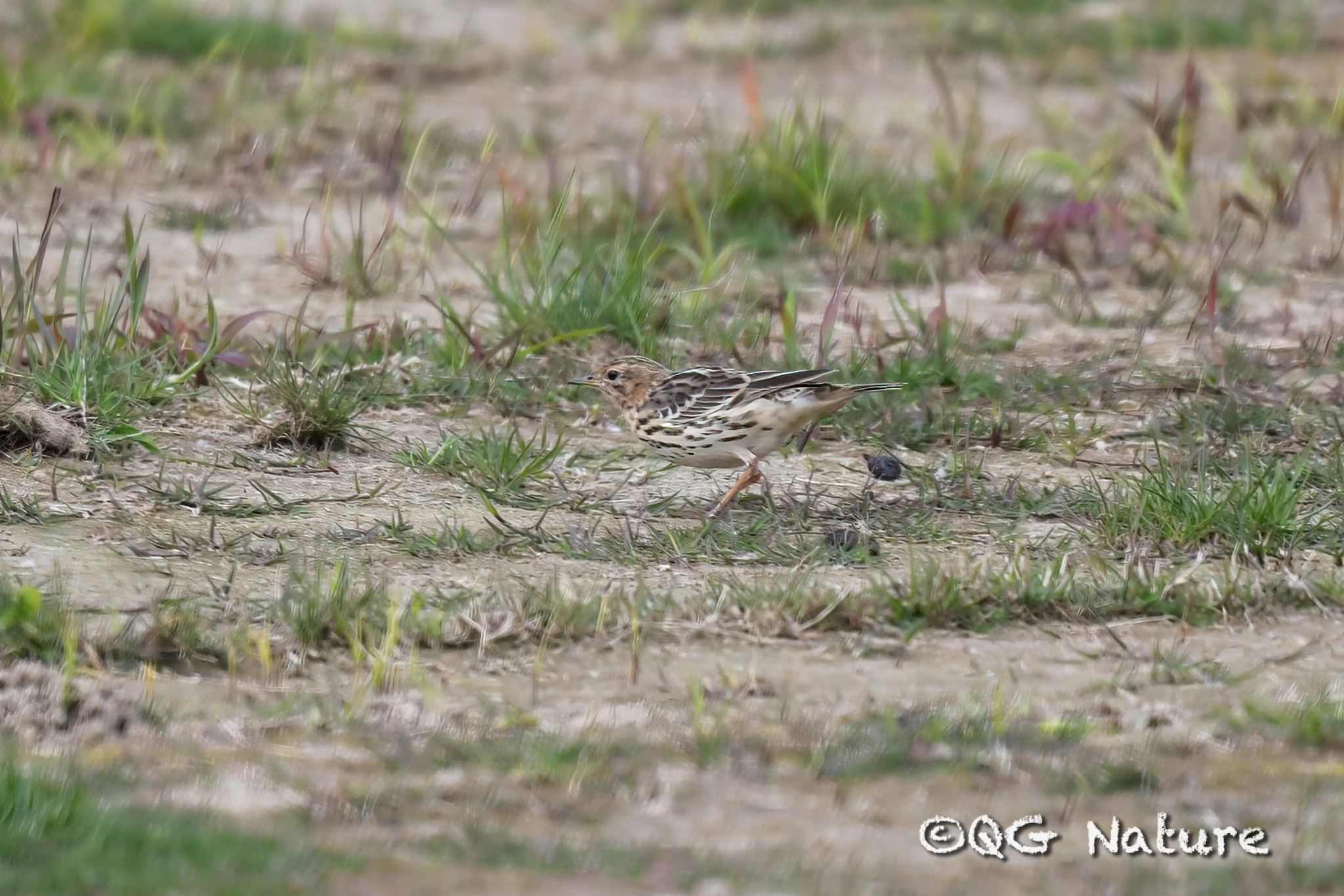 Red-throated Pipit