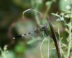 Orthetrum sabina