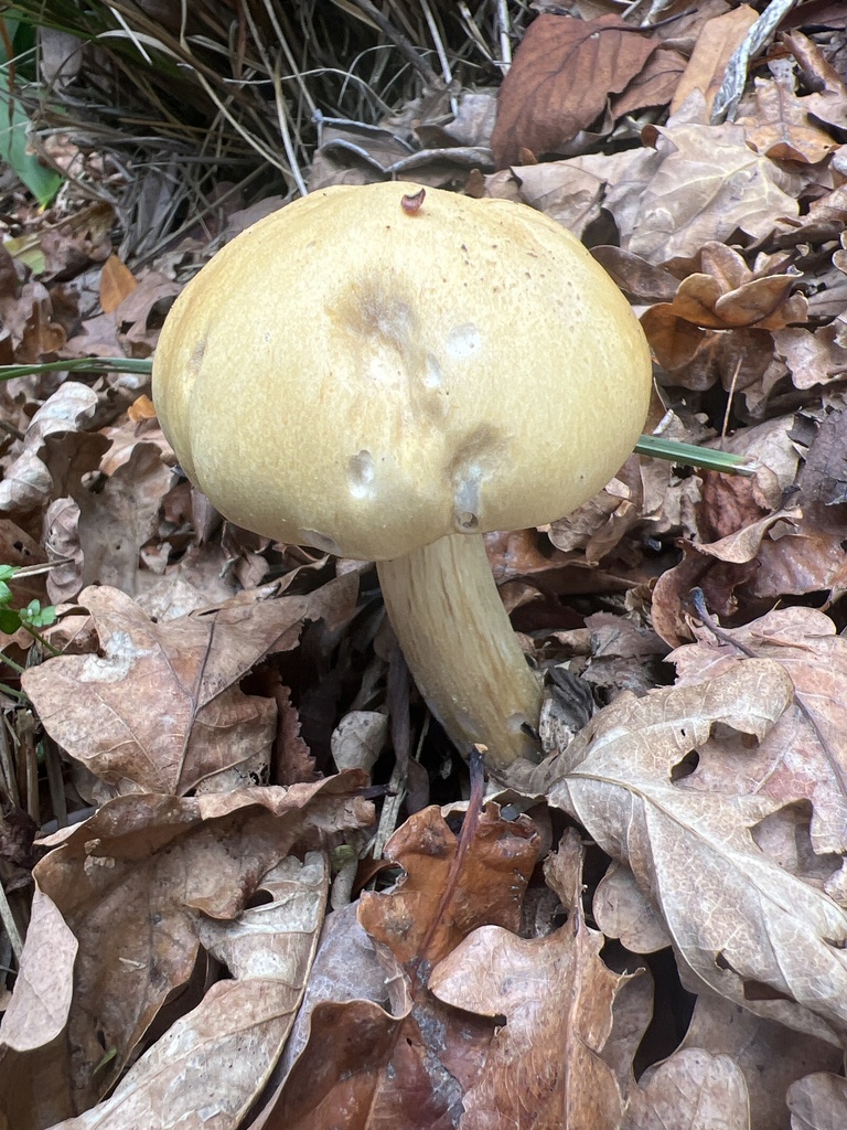 Stropharia rugosoannulata