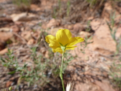 Linum subteres