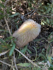 Banksia baueri, photograph (c) tessskye, some rights reserved (CC BY)