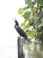Phalacrocorax fuscicollis