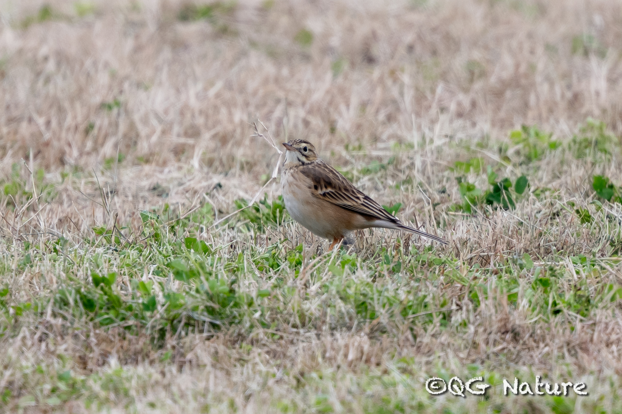 Richard's Pipit