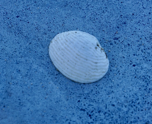 Fimbria fimbriata observed 2025-05-22
