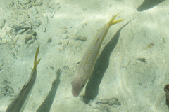 Mulloidichthys martinicus image