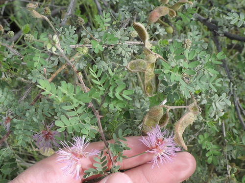 Image of Mimosa emoryana by (c) Sam Kieschnick, some rights reserved (CC BY)