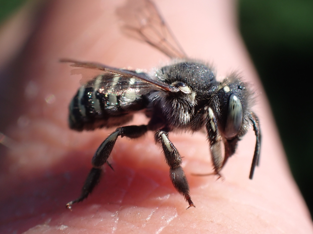 Anthidium atrifrons