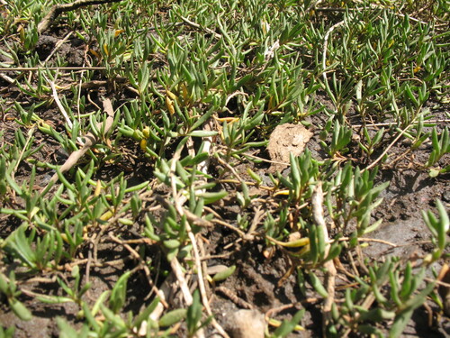 narrow leaf wilsonia (Wilsonia backhousei)