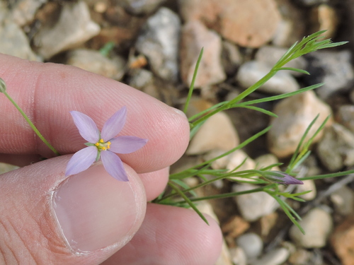 Image of Giliastrum stewartii by (c) Sam Kieschnick, some rights reserved (CC BY)