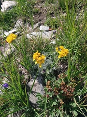 Jacobaea incana
