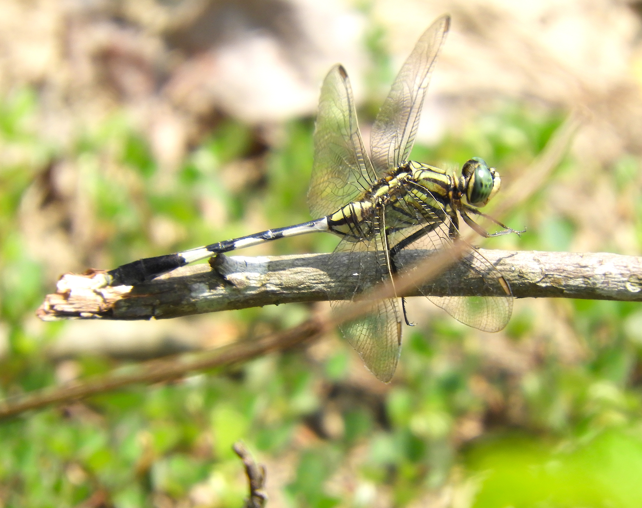 Slender Skimmer