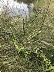 Paspalum floridanum