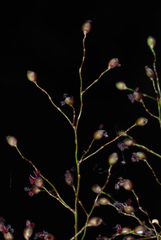 Dichanthelium erectifolium