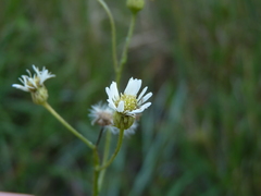 Erigeron vernus