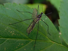 Gnophomyia
