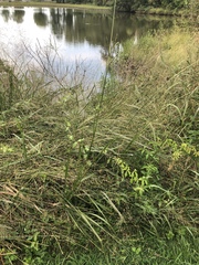 Paspalum floridanum