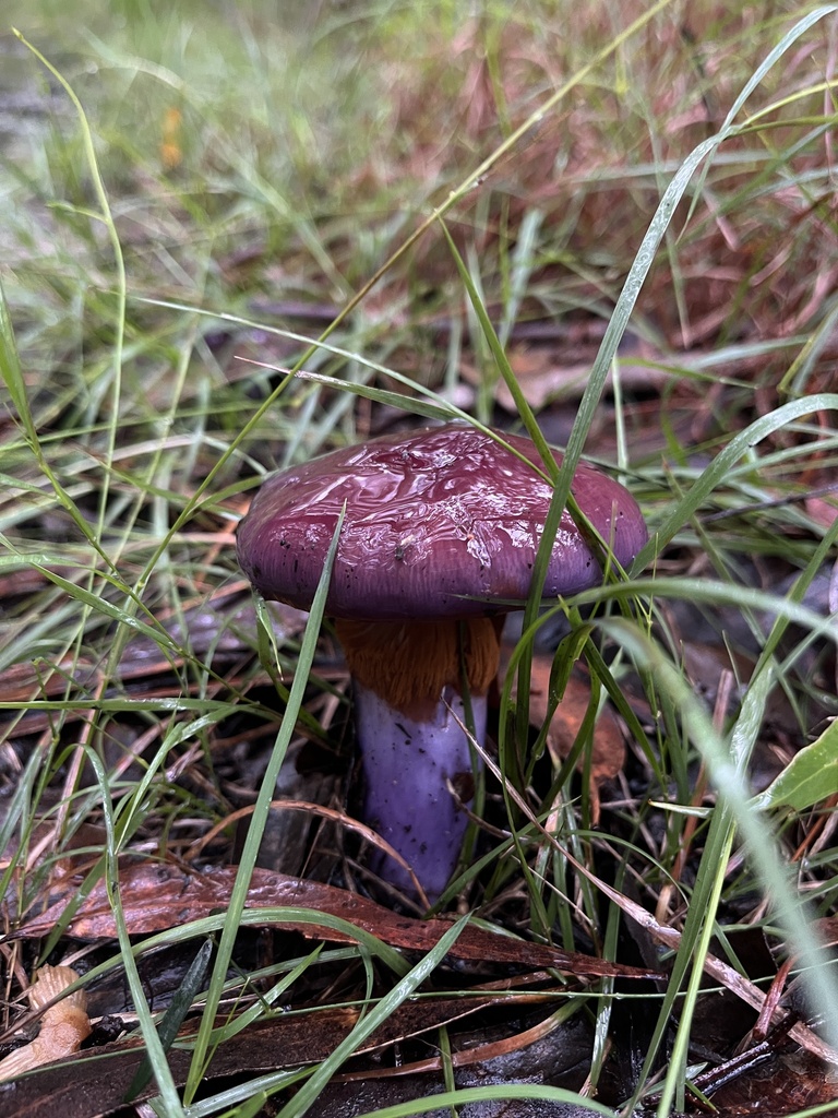 Cortinarius archeri · May 2025 · photo: © oqt (iNaturalist, cc-by)