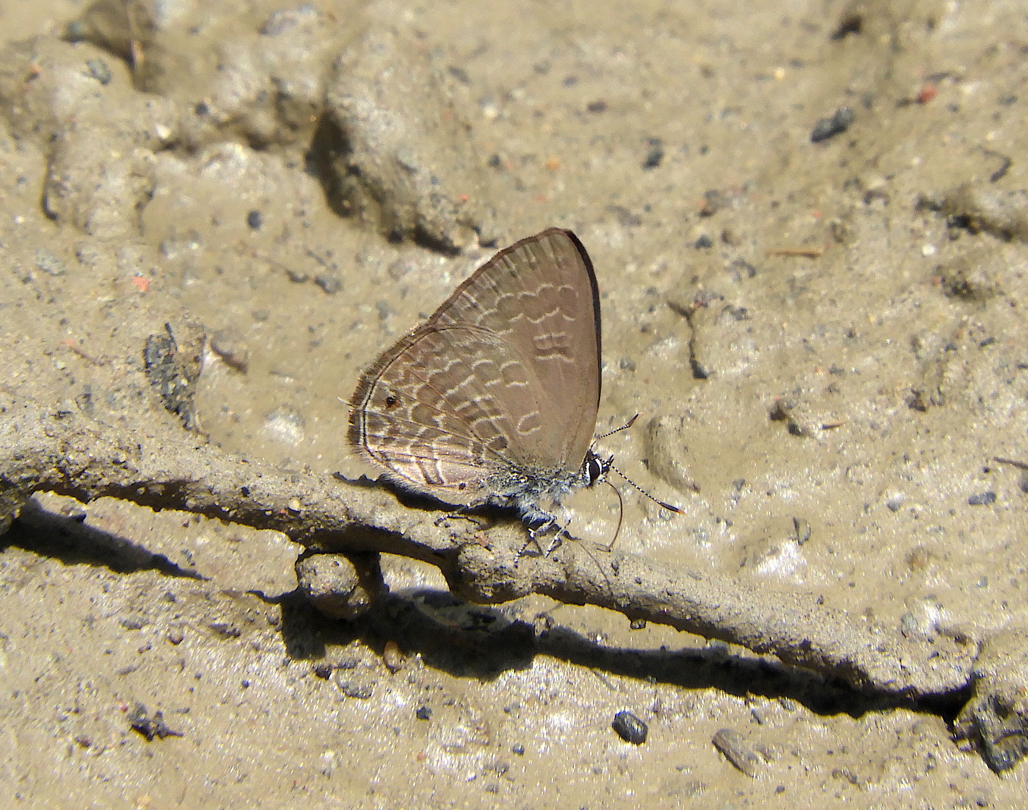 Common Ciliate Blue
