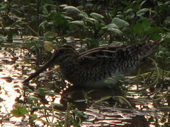 Gallinago paraguaiae
