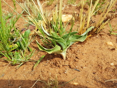 Ledebouria ovatifolia ovatifolia