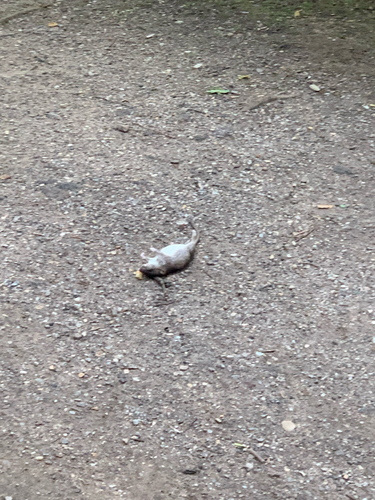 Rat photographed near here on 2025-05-17