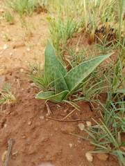 Ledebouria luteola