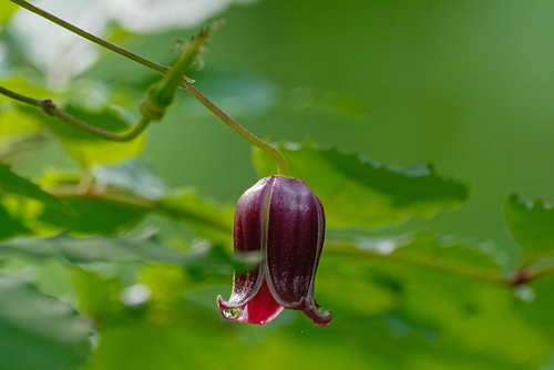 Clematis japonica, photograph 4