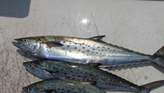 Scomberomorus maculatus