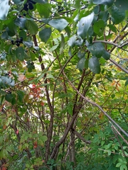Rhamnus cathartica