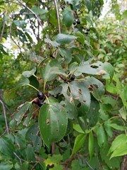 Rhamnus cathartica
