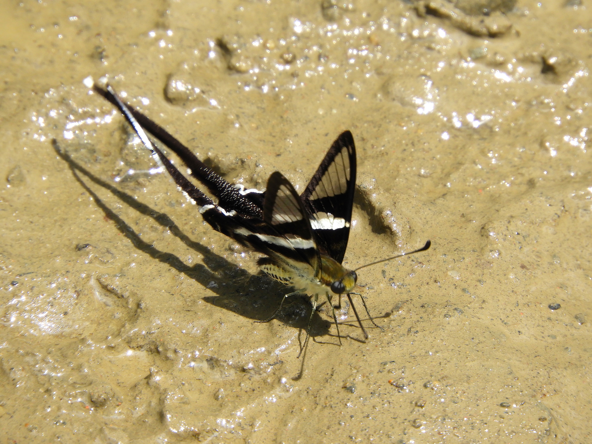 White Dragontail